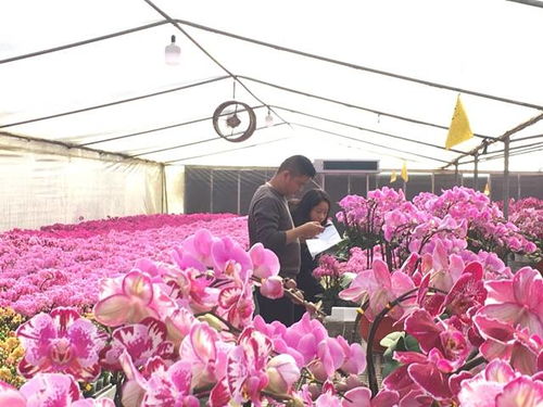 线上销售或能打开广州年花滞销困局？助农新模式一亩田网络的探索与实践